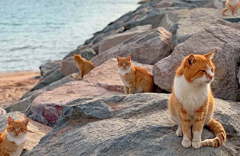 Cat Island ©SakSa/Shutterstock.com